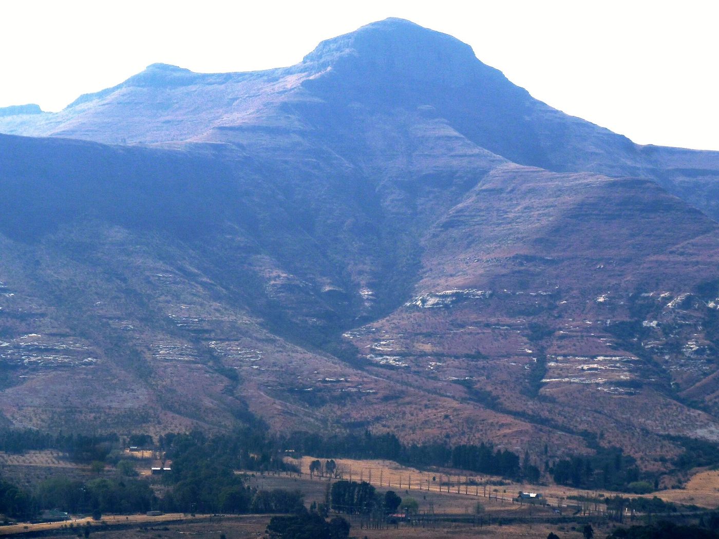 Melville Koppies: History, fauna and flora