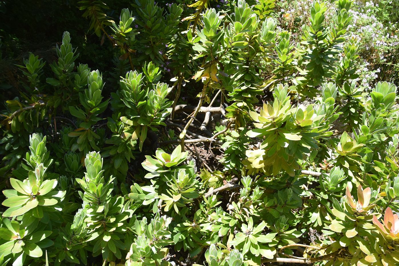 Foothold bird list: Feathered friends (Birds), part 2