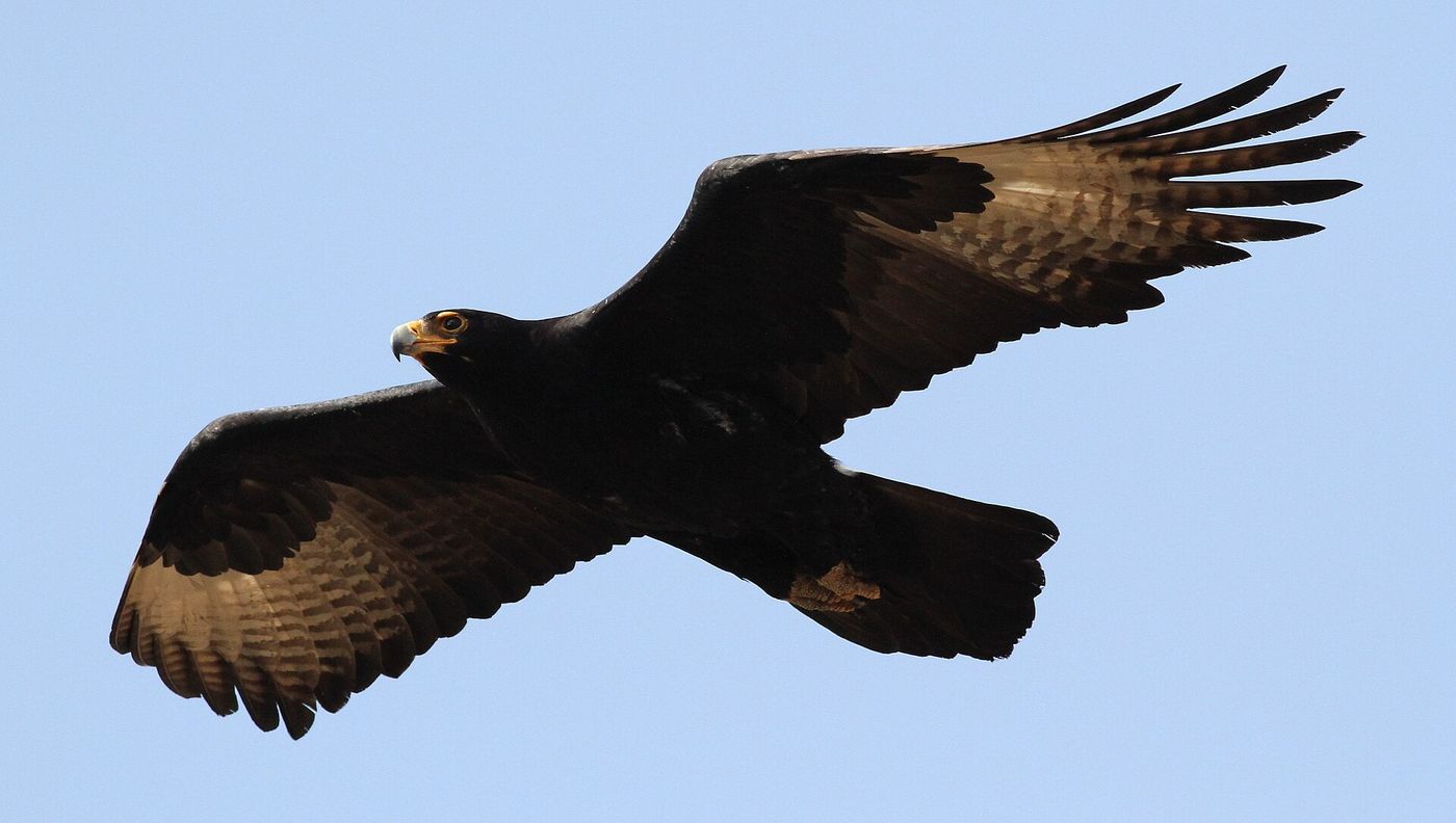 Foothold bird list: Feathered friends (Birds)