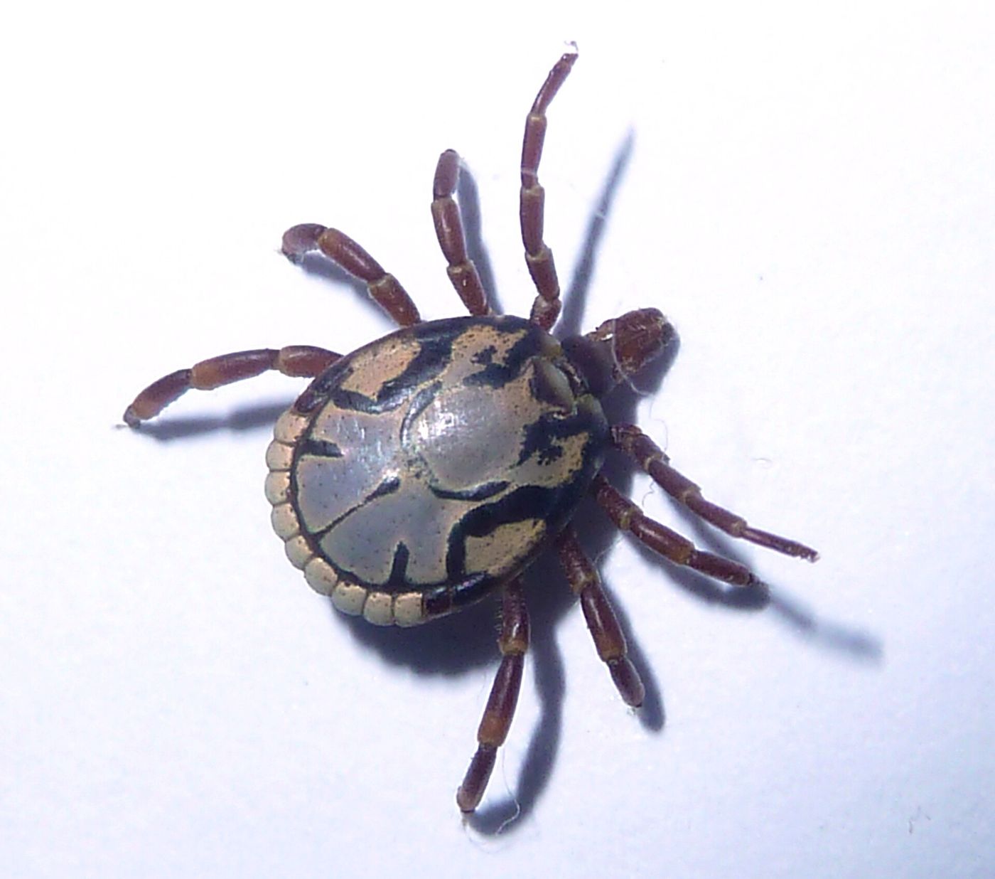 Tick Bite Fever After Hiking