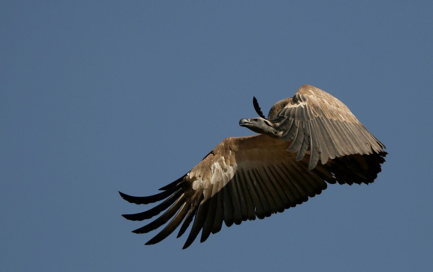 Cape Vultures of the Magaliesberg